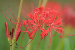 彼岸花