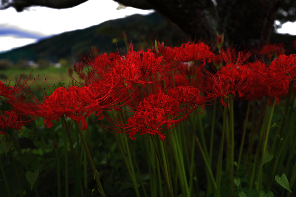 曼殊沙華