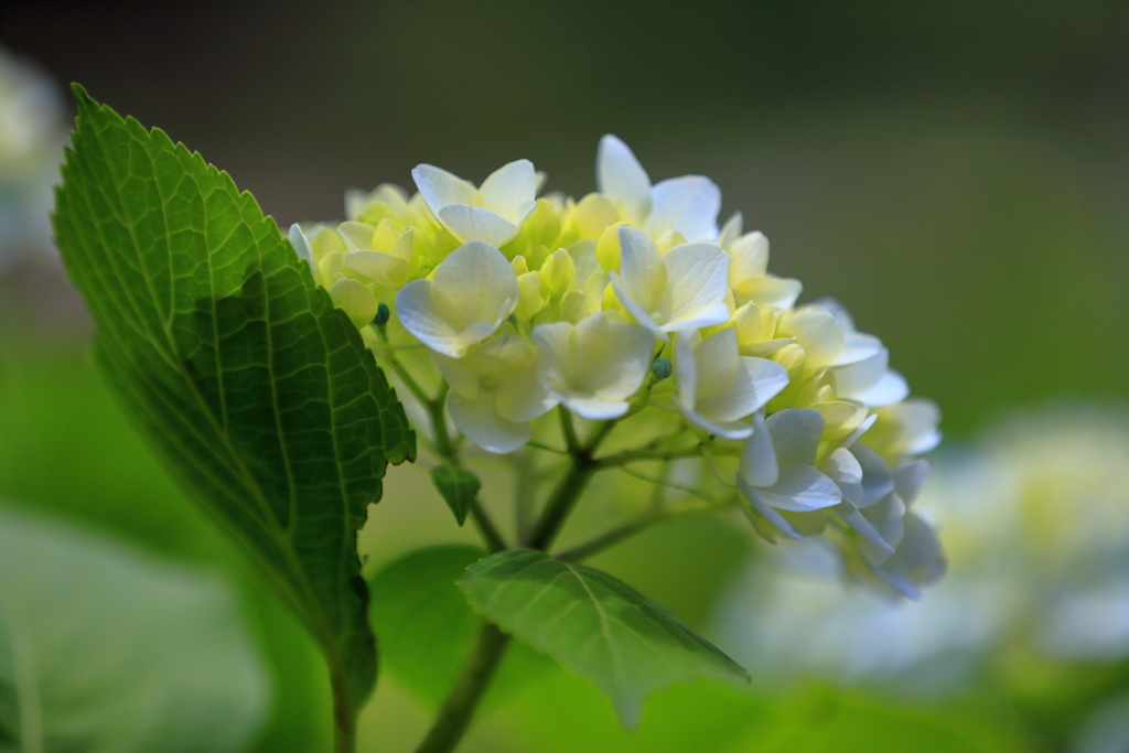 紫陽花
