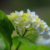 紫陽花