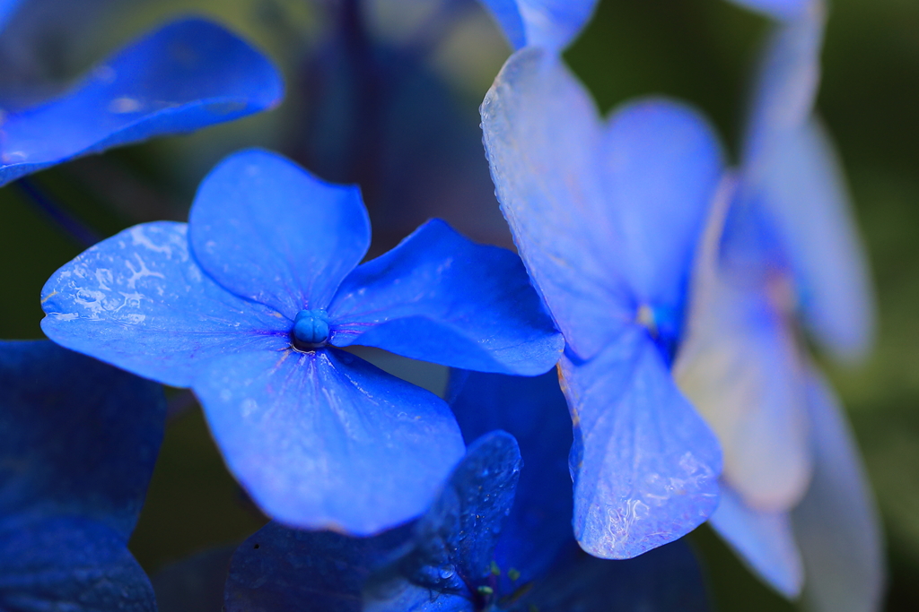 紫陽花