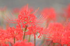曼珠沙華