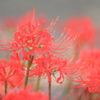 曼珠沙華