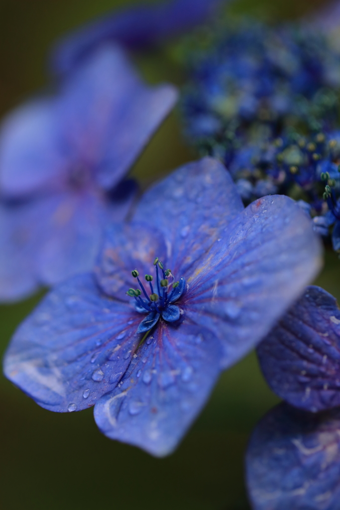 紫陽花