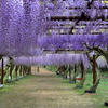 和気神社の藤