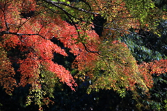 紅葉