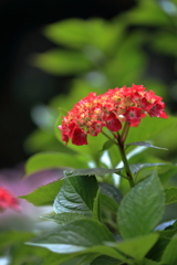 紫陽花