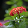 紫陽花