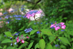 山紫陽花
