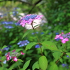 山紫陽花