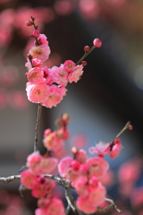梅の花