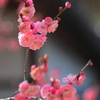 梅の花