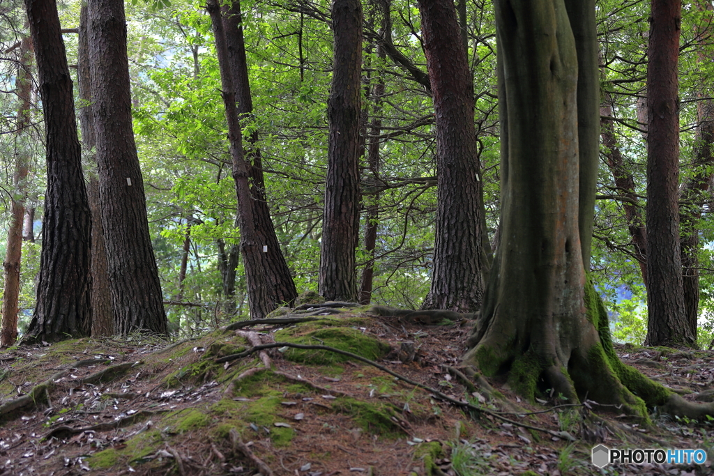 樹林