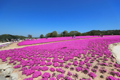 世羅町、花夢の里-3