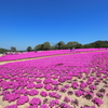 世羅町、花夢の里-3