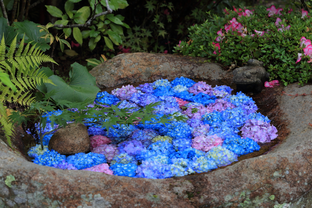 紫陽花