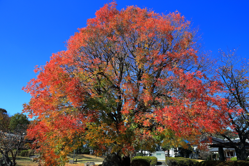 楷の木の紅葉