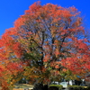 楷の木の紅葉