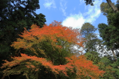 天神峡の紅葉