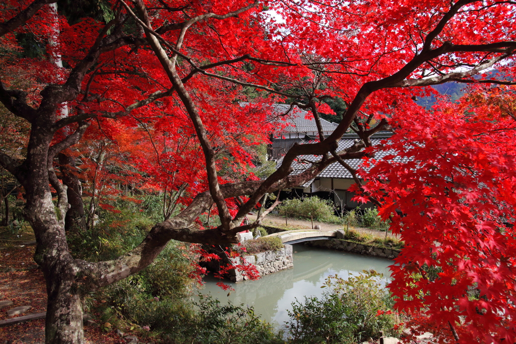 丹波篠山の紅葉1