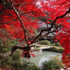 丹波篠山の紅葉1