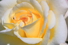 薔薇