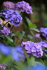 紫陽花