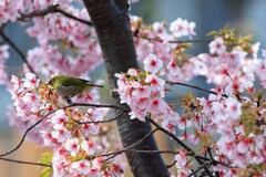 春を味わう小さな客人