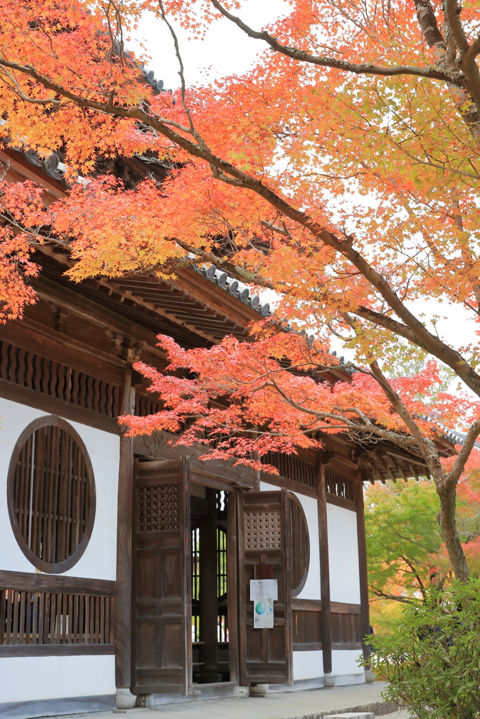 紅葉