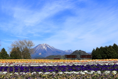 大山とパンジー