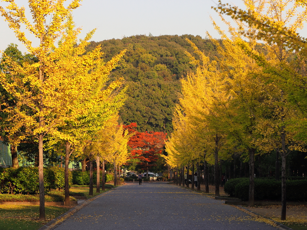 秋の風景2