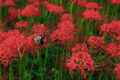 アゲハ蝶と曼殊沙華