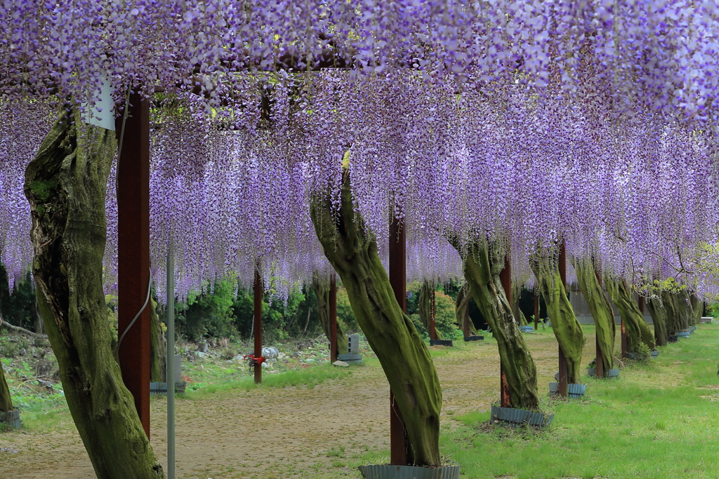 和気神社の藤