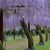 和気神社の藤