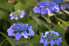 紫陽花