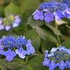紫陽花