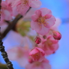 河津桜
