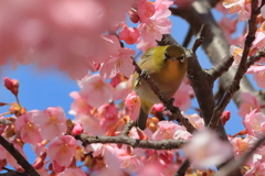 メジロと河津桜