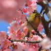 メジロと河津桜