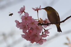 メジロと蜂と河津桜