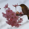 メジロと蜂と河津桜
