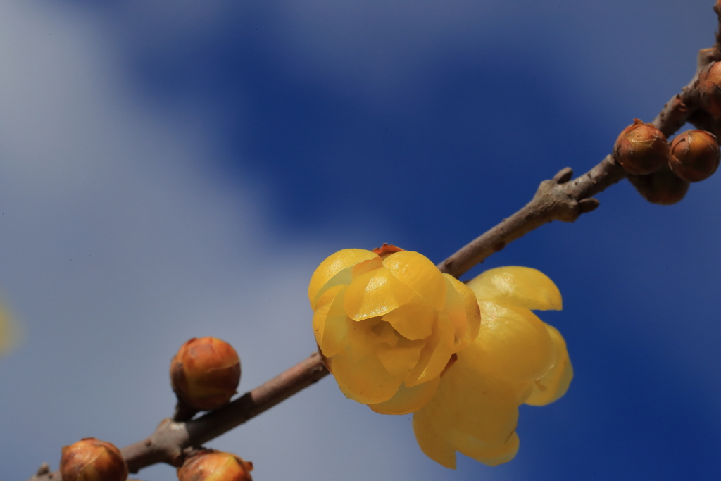 冬陽に透ける黄の蝋梅