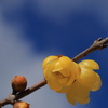 冬陽に透ける黄の蝋梅