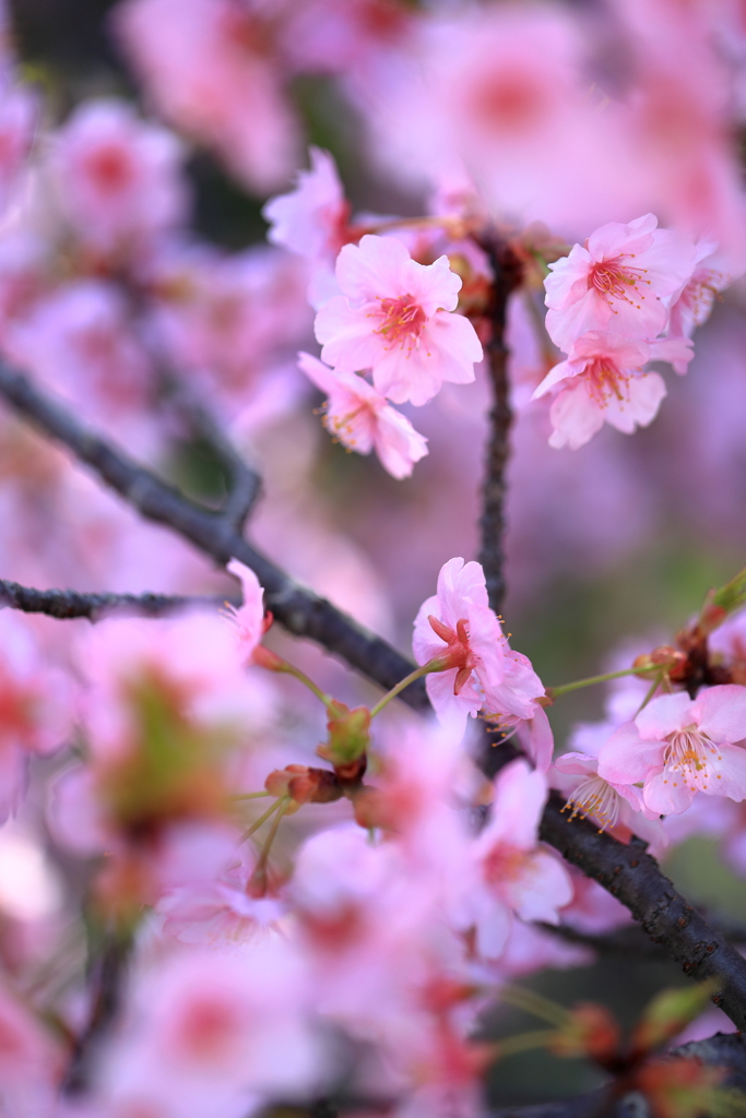 河津桜