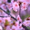 河津桜