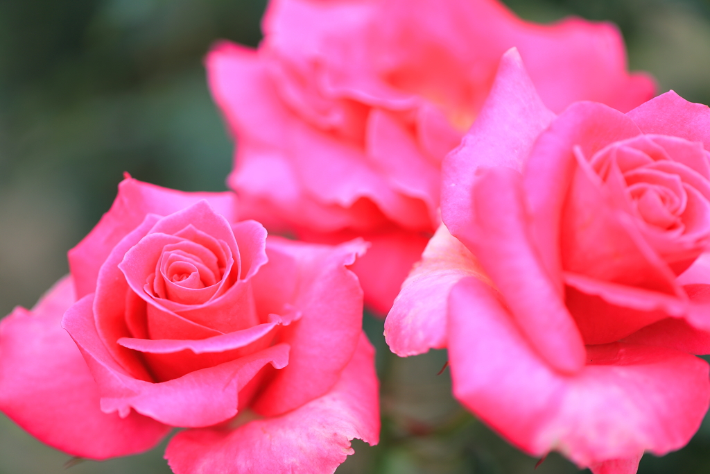 薔薇