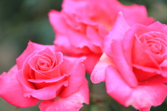 薔薇