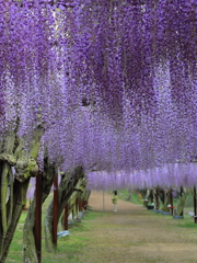 和気神社の藤