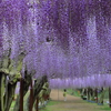 和気神社の藤