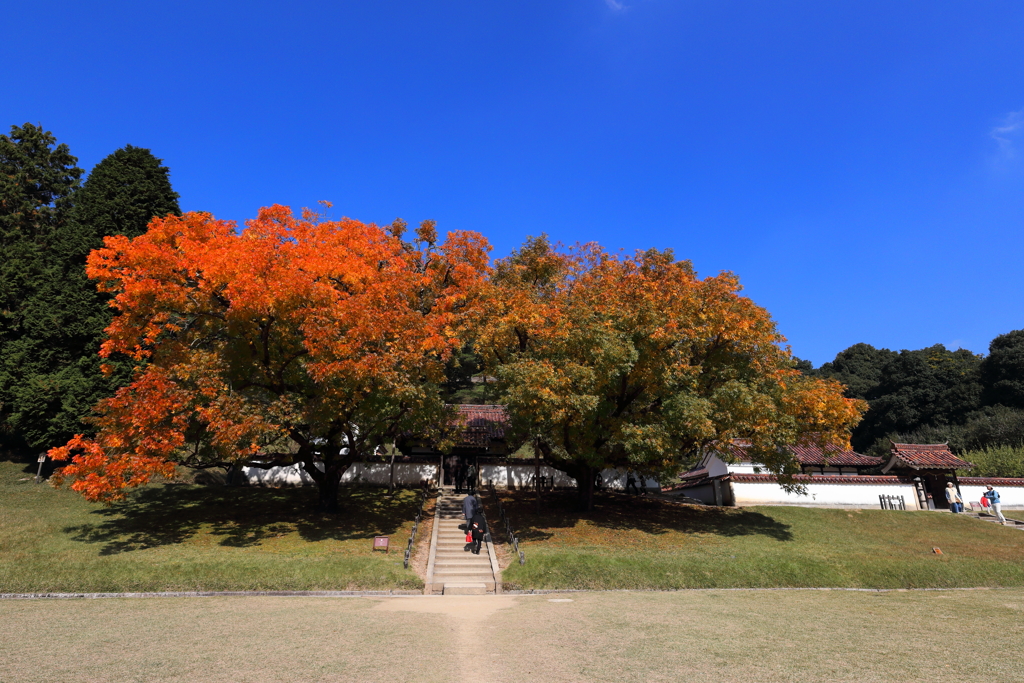 旧閑谷学校　楷の木
